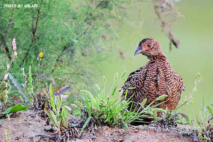 野鸭湖鈥斺敶瞥肪憋