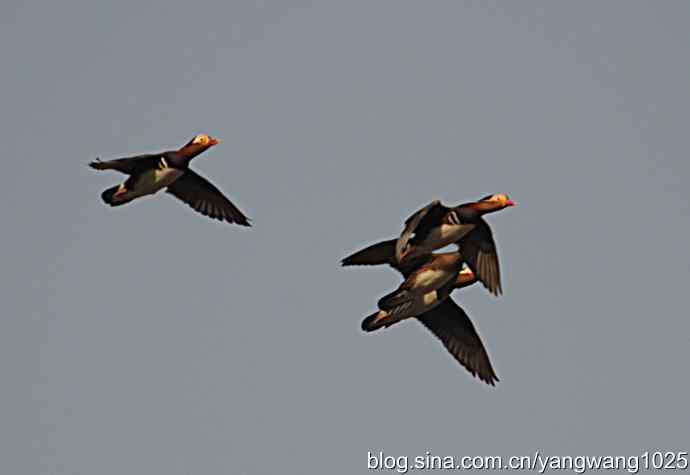 鸳鸯 wbr1 鸳鸯 wbr1