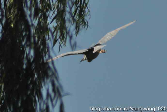 飞（夜鹭） wbr4