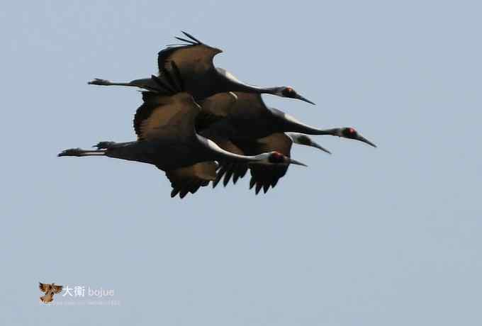 野鸭湖：白枕鹤与雁鸭群飞的春天写意