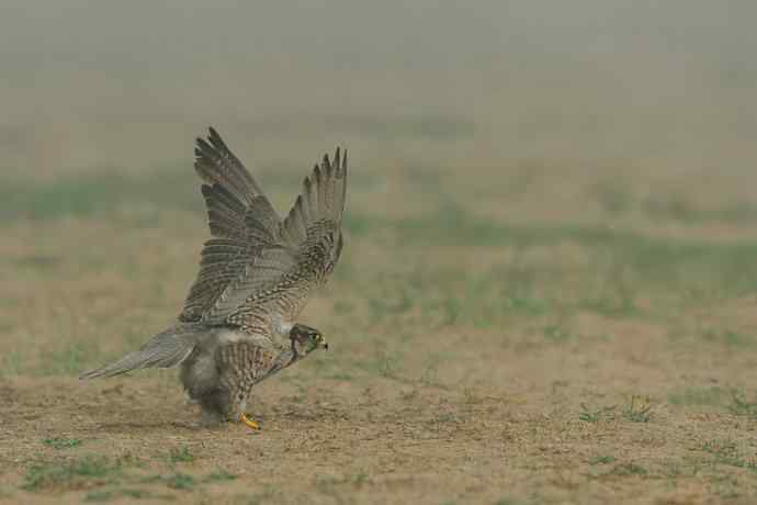晨雾中的猎隼