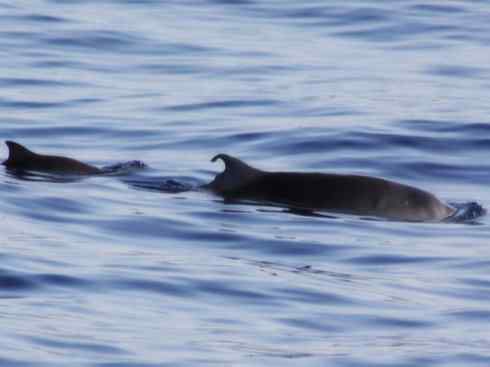 自然奇观：动物大迁徙(齿鲸类)