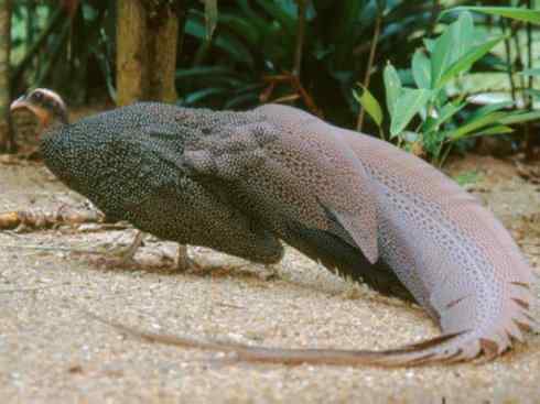 凤凰:传说中的鸟原型探秘(大眼斑雉) 凤凰:传说中的鸟原型探秘(大眼斑雉)