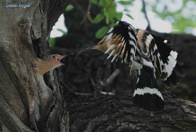 戴胜鈥溞赦澪钩