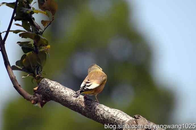 明星风范（拍摄金翅鸟纪实）