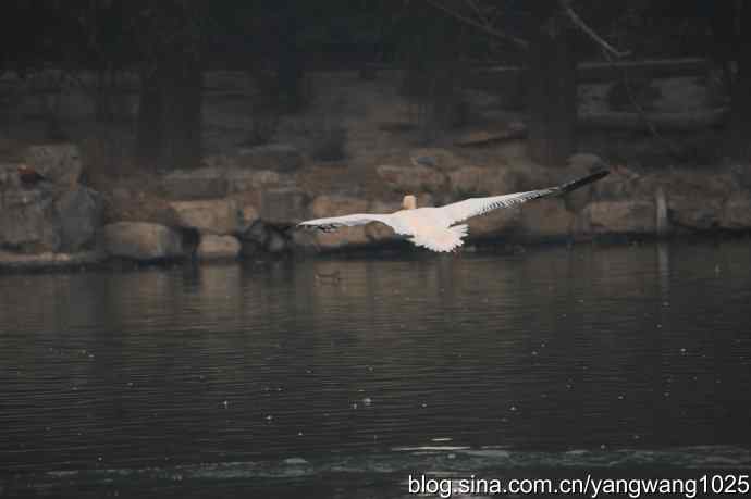 再拍鹈鹕 wbr11 再拍鹈鹕 wbr11