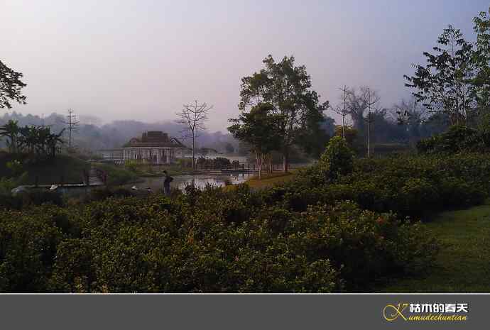 西双版纳拍鸟之一【实拍】