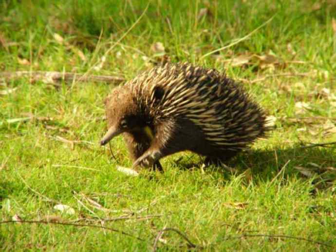 盘点十二大著名食蚁动物：短吻针鼹