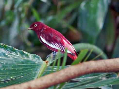 极品红色鸟类：深红紫伞鸟