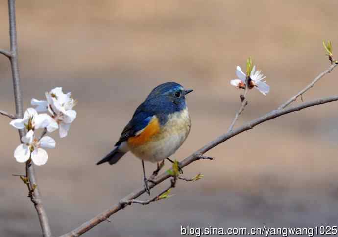 雄性红胁蓝尾鸲（5）