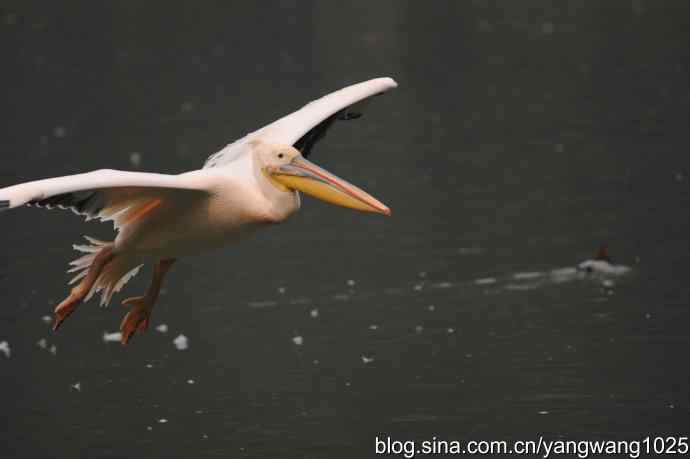 再拍鹈鹕 wbr11 再拍鹈鹕 wbr11