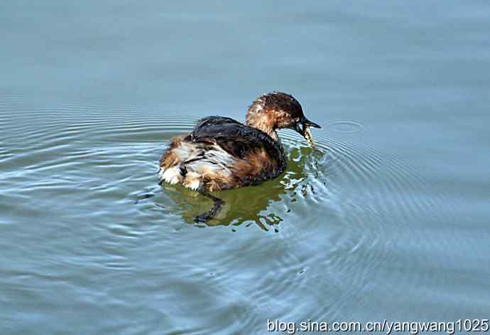颐和园的收获（小PT）
