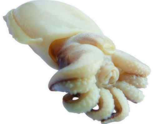 自然奇观:动物大迁徙(乌贼) 自然奇观:动物大迁徙(乌贼)