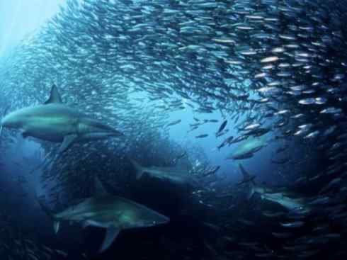 自然奇观:动物大迁徙(沙丁鱼) 自然奇观:动物大迁徙(沙丁鱼)