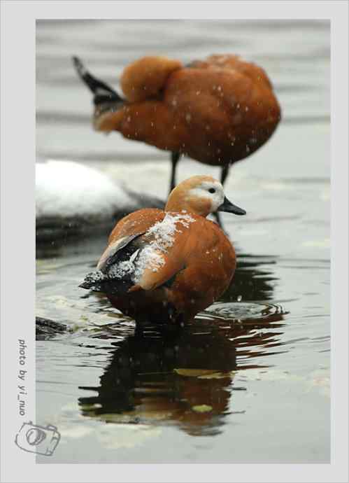 北京动物园水禽（2009-11-12）