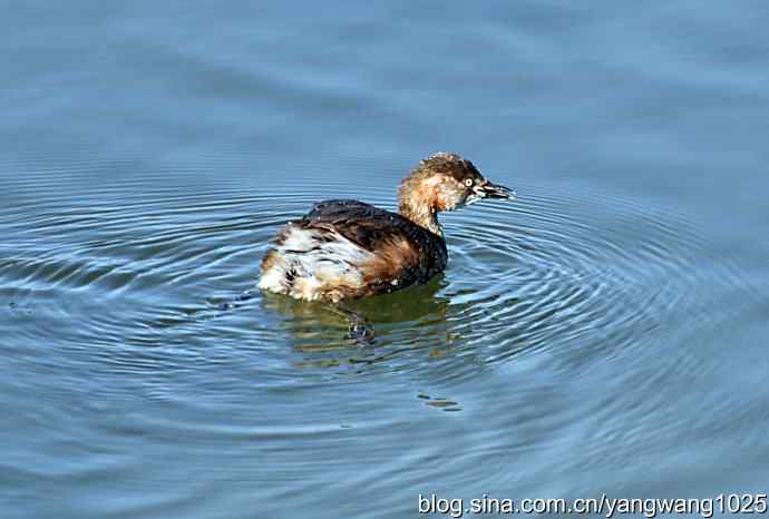 颐和园的收获（小PT）