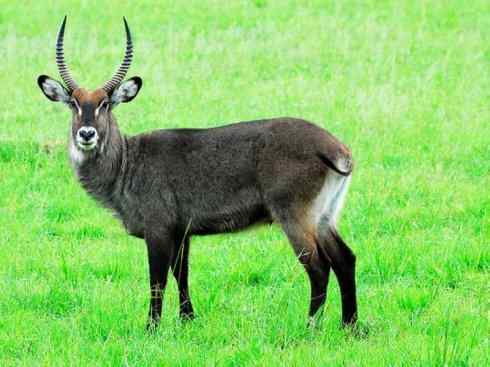 麒麟：传说的兽原型探秘（马羚）