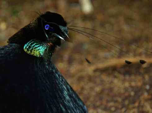 美丽无罪：雀鸟之极乐鸟