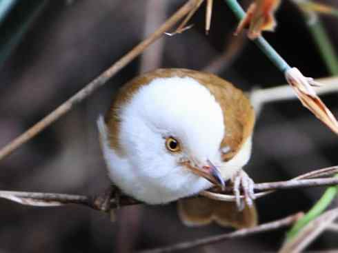 白头鸟系列：另类的美丽3（鹪鹩）