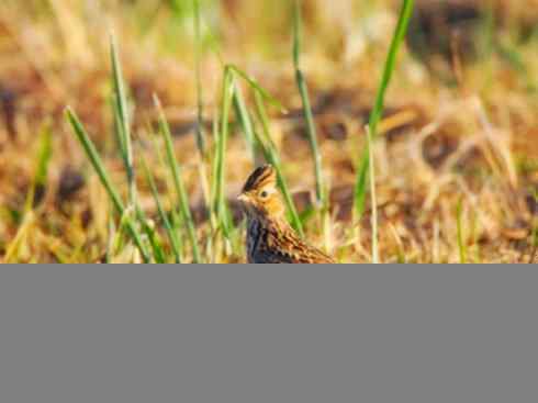 家禽驯化之源之二十八