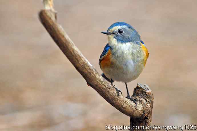 雄性红胁蓝尾鸲（23）