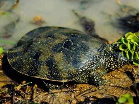 玄武：传说的兽原型探秘（鳖）