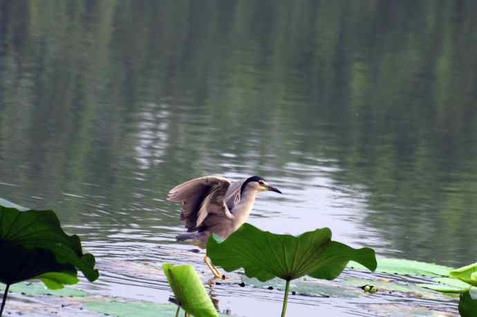 北海公园的夜鹭（呆版）2