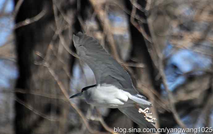 飞(夜鹭)2 飞(夜鹭)2