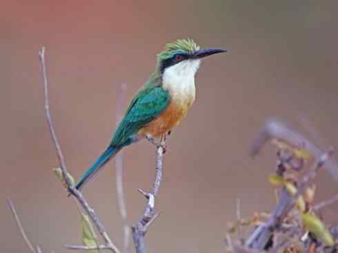 绝色攀禽:佛法僧目之蜂虎 绝色攀禽:佛法僧目之蜂虎