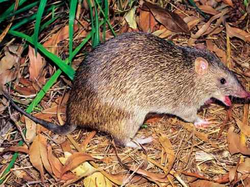 动物世界：山寨还是原创之十三