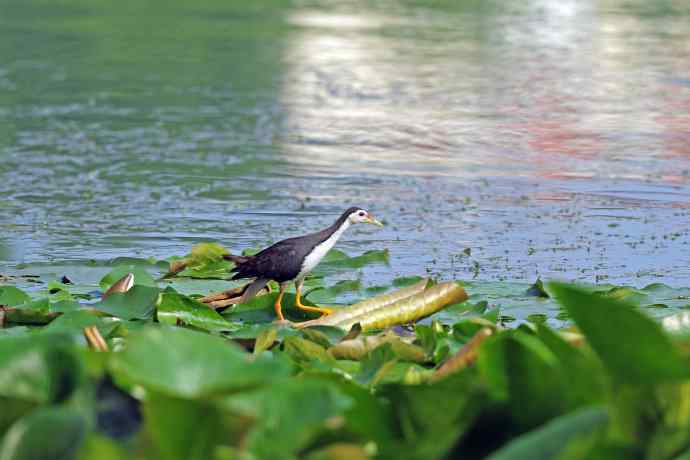 白胸苦恶鸟(2) 白胸苦恶鸟(2)