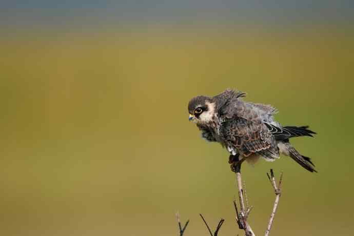 枝头秀（晨光中的小隼）