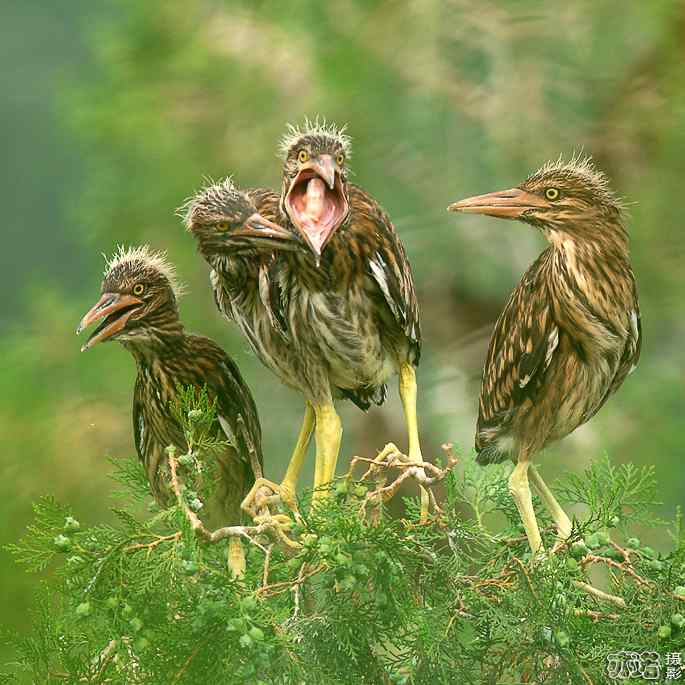 小白鹭与小夜鹭