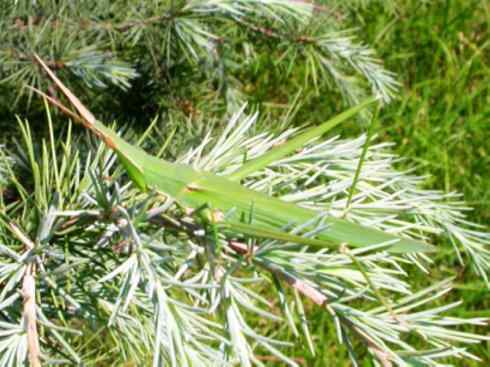 自然奇观：动物大迁徙(东亚飞蝗）