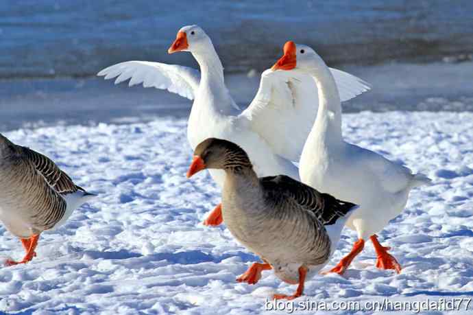 中国家鹅——雪地鹅步