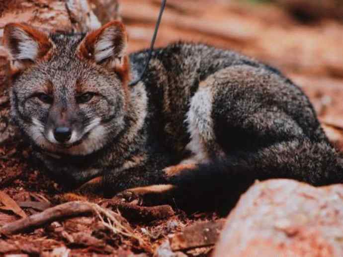 犬科：狐亚科伪狐属之阿根廷狐、山狐、达尔文狐