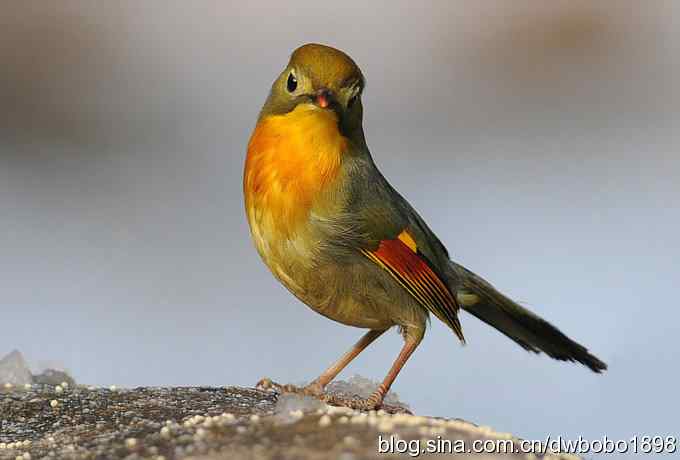 相思趣拍-贺三八国际妇女节