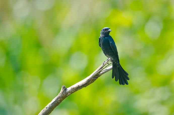 黑卷尾空中抓虫和戏马尾