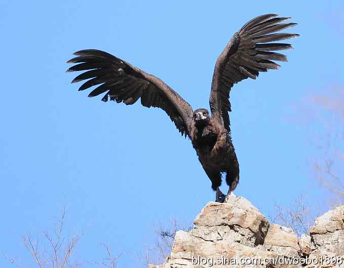 走近秃鹫：一段撼人心魄的拍摄经历