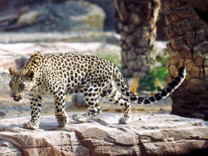 犬科：薮犬亚科豺属之豺