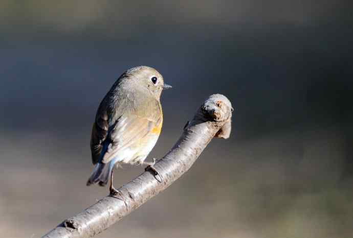 雌性红胁蓝尾鸲(41) 雌性红胁蓝尾鸲(41)
