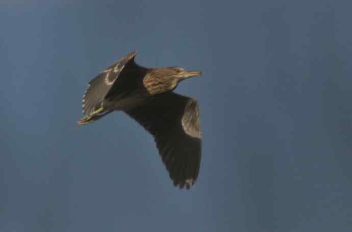 飞（夜鹭） wbr5