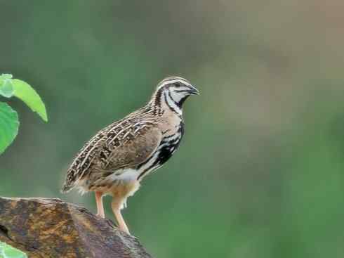 凤凰：传说的鸟原型探秘（鹌鹑）