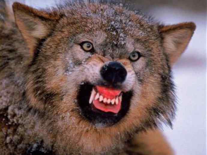 犬科：犬亚科犬属之澳洲野犬、歌唱犬、家犬