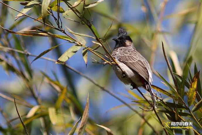 云南拍的三种鈥滒氢