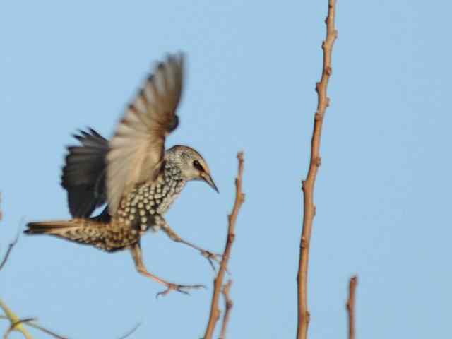 【亚平宁半岛之旅 wbr. wbr紫翅椋鸟】 【亚平宁半岛之旅 wbr. wbr紫翅椋鸟】