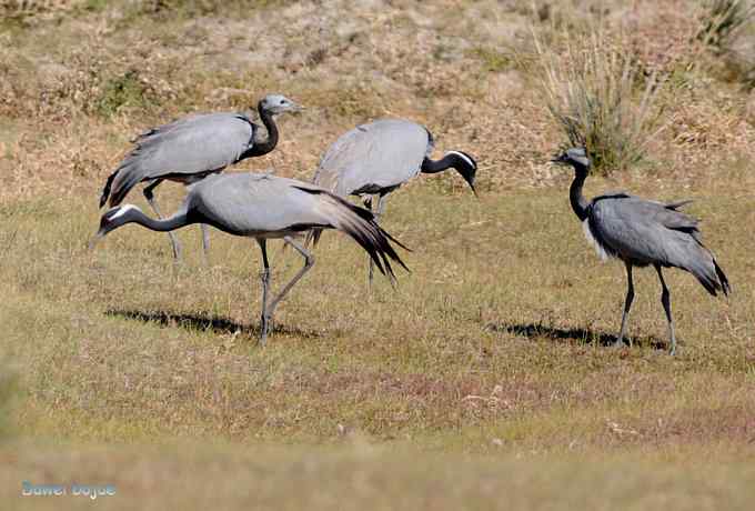 达里诺尔湖的蓑羽鹤 达里诺尔湖的蓑羽鹤