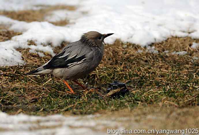 丝光椋(liang)鸟 丝光椋(liang)鸟
