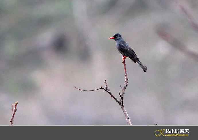 云南拍鸟：记录到九种鈥滒氢潯臼蹬摹