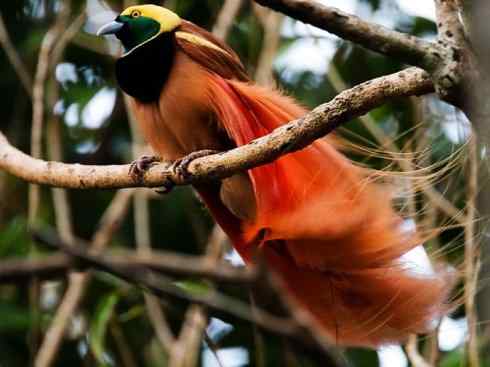 美丽无罪：雀鸟之极乐鸟